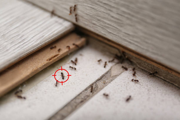 Best Wasp Removal Services  in Salem, WV